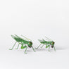 Spring Fever  - Large Grasshopper