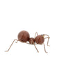 Rustic Chic - Small Ant